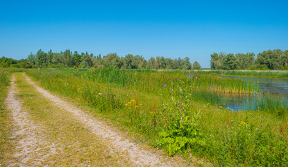 The edge of a pond in a green grassy field with flowers below a blue sky in sunlight in summer
