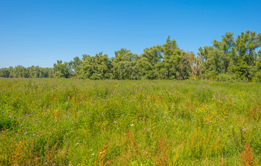Trees in a green grassy field with flowers below a blue sky in sunlight in summer