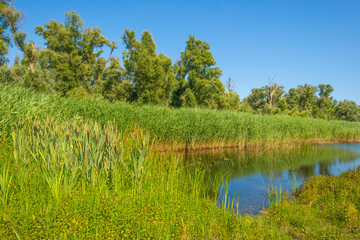 Obraz premium The edge of a pond in a green grassy field with flowers below a blue sky in sunlight in summer