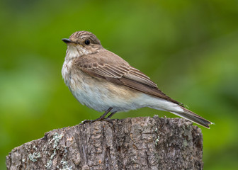 gray flycatcher