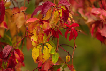 Autumn colors. Early leaves of ornamental grapes. Selective focus.