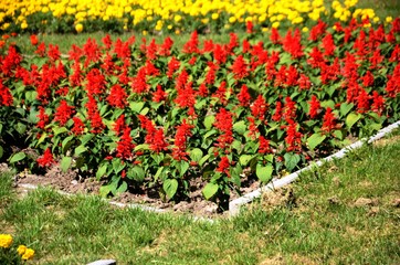 Molenbeek-Saint-Jean : Parterre de fleurs au square Machtens (Bruxelles-Belgique)