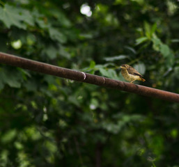 nestling of nightingale on metallic construction, small bird