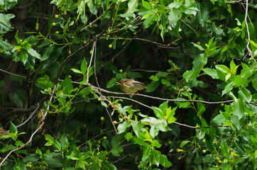 Common redstart on cherry branch, chick