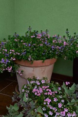 garden decorations with flowering plants on balconies and terraces