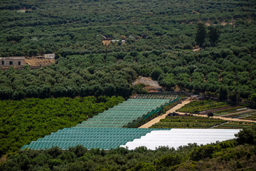Malia, Crete, Greece. June 2019.  An overview of olive groves and plastic covered area for producing plants . A garden centre.