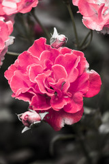 Pink flowers beside my house