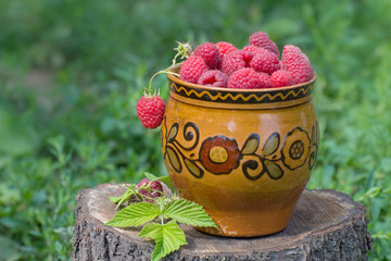 Stiff raspberries in a clay pot. Raspberries are healthy dietary foods. The harvest of organic farming.