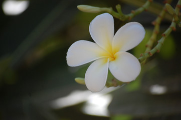 plumeria