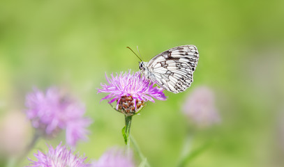 Butterfly marbled white (Melanargia galathea) male ventral side, feeding on nectar from a purple flowering Centaurea jacea (brown knapweed), Rhineland, Germany 