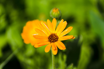 calendula  closeup, beautiful orange flower