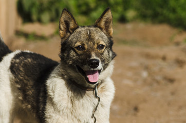 smiling dog, photogenic dog closeup