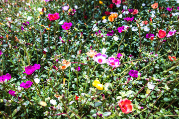 Pink flowers beside my house