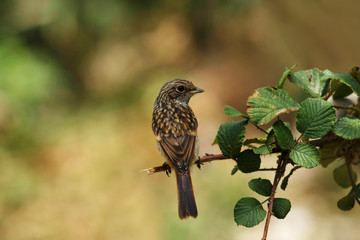 Grey Bushchat, female, Pangot, Uttarakhand, India