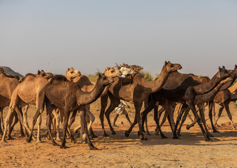 Camels, Animal, Sand, Desert, Walk, Travel, Sun, Sky, Roaming, Black camel
