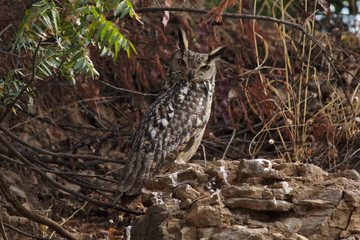 Indian eagle owl, Solapur, Maharashtra, India
