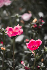 Pink flowers beside my house