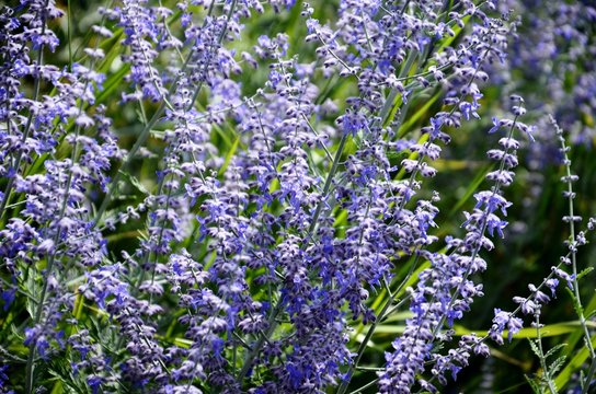 Molenbeek-Saint-Jean : Parterre de lavande et de roses au square Machtens (Bruxelles-Belgique)