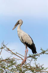 Openbill stork, Bhigvan, Pune, Maharashtra, India