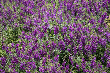 Obraz premium Purple flowers beside my house