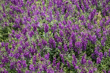 Purple flowers beside my house