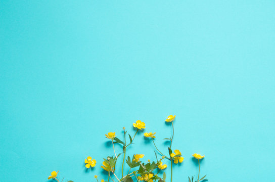 Composition of wildflowers on blue background. Top view. - Image