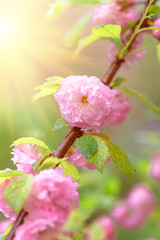 Pink flower sakura bloom in spring season, closeup