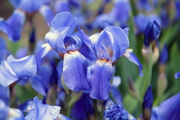 Blue flower irises close up, nature background