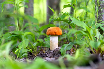 Red mushroom leccinum in the forest, closeup.