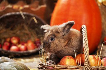 decorative rabbit in the autumn location,sitting among the pumpkins of hay and apples.