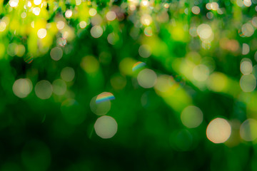 Obraz premium Blurred fresh green grass field in the early morning. Green leave with bokeh background in spring. Nature background. Clean environment. Green bokeh abstract background with morning sun light.