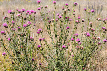 Carduus acanthoides. Cardos comunes con inflorescencias de color púrpura.