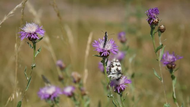 Butterflies (large tree nymph) and other insects on the flowers of brown knapweed