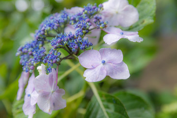 雨の中の紫陽花