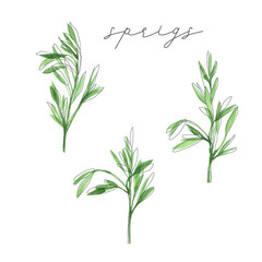 Watercolor set of sprigs. Hand drawn summer illustration. Perfect for print, wrapping paper