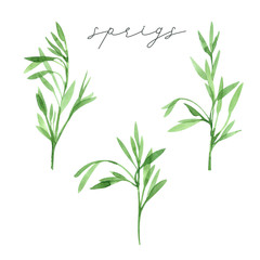 Watercolor set of sprigs. Hand drawn summer illustration. Perfect for print, wrapping paper