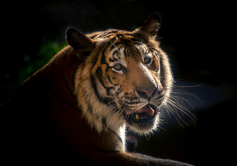 Face of Asian tiger resting in the forest.