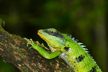 Calotes grandisquamis, Valaparai, Tamil Nadu, India