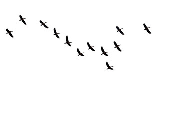 Bird groups are flying on a white background.