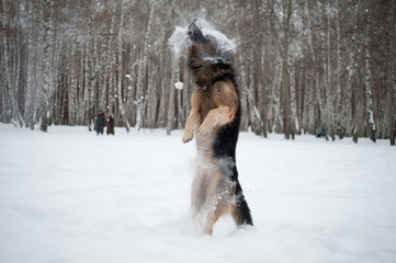 East European Shepherd playing in the snow