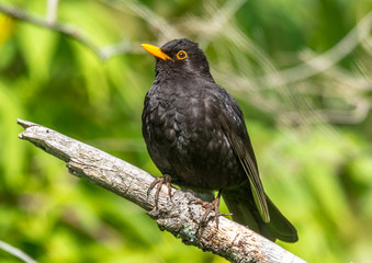 blackbird