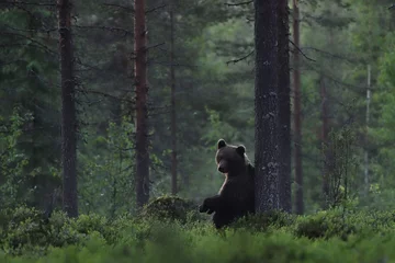Outdoor kussens brown bear in forest with misty scenery © Erik Mandre