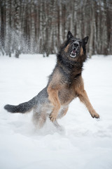 East European Shepherd playing in the snow