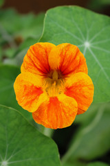 Fototapeta premium Zamknij się kwitnący w ogrodzie pomarańczowy kwiat nasturcji (Tropaeolum).