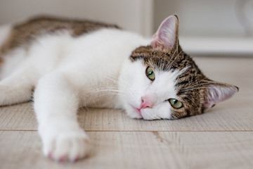 Beautiful home cat lying on the floor, place for text, one paw pulled forward