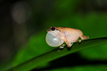 Raorchestes anili, Valaparai, Tamil Nadu, India