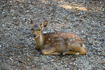 奈良県　鹿　イメージ