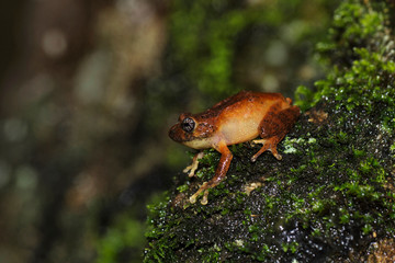 Raorchestes signatus, female, Ooty, Tamil Nadu, India