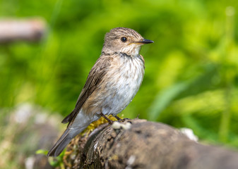 gray flycatcher