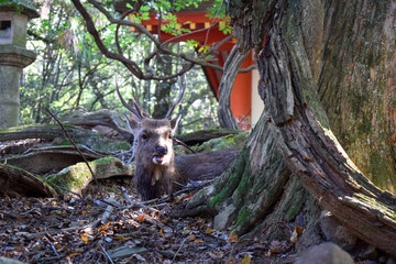 奈良　鹿　イメージ